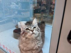 -FAELING PETS美天灵宠物(合生汇店)