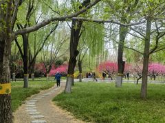 -莲花池公园