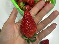 -昌平兴寿秀秀草莓采摘园