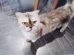 -猫色咖啡·猫咖