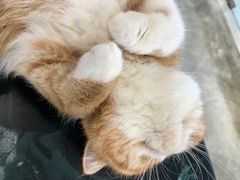 -瞄一喵猫咖(格力海岸店)