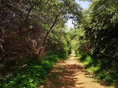 -云顶山风景区