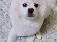-宠福鑫康馨动物医院·骨科·眼科
