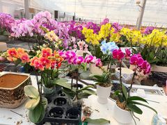 -龙大花卉苗木市场