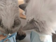 -鼓捣猫呢主题猫咖店
