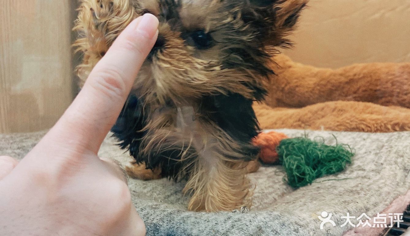 猫猫🐱狗狗🐶，更爱哪个？