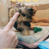 猫猫🐱狗狗🐶，更爱哪个？