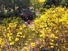 -天适樱花悠乐园