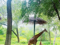 -北京野生动物园