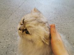 -more than meow吴止猫主题餐厅(承德 中船汇店)