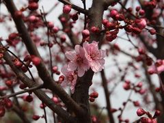 -香雪海