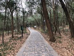 -紫金山山顶公园