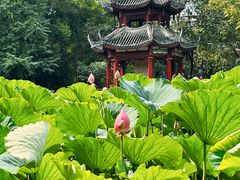 -房湖公园