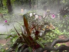 -呀诺达热带雨林