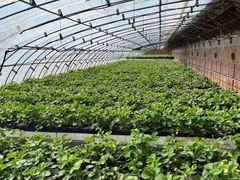 -甜心庄园·甜心草莓采摘园(西青中北店)