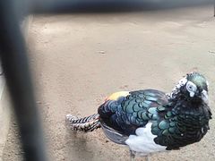 -石家庄市动物园