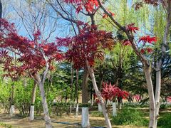 -大兴滨河森林公园