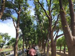 -洪湖生态旅游区