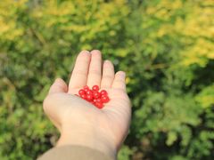 -天津东丽湖风景区