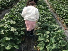 -青浦采草莓天天草莓园