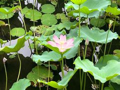 -荔湾湖公园