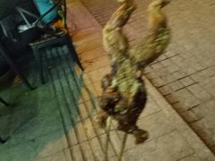 -型男美蛙烤牛蛙(南长街店)