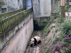 -成都大熊猫繁育研究基地