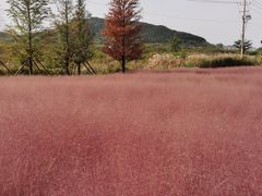 -羊亭河湿地公园