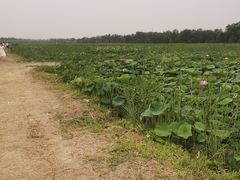 -西青郊野公园