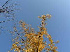 -汉长安城未央宫国家考古遗址公园