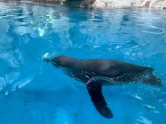 -帝企鹅自助餐厅•儿童岛•真企鹅(长隆企鹅酒店)