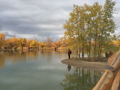 -金塔沙漠胡杨林景区