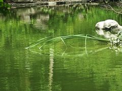 -广西壮族自治区药用植物园