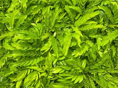 -厦门园林博览苑