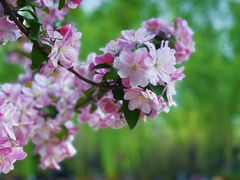 -海棠花溪(元大都城垣遗址公园)