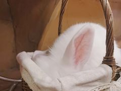 -猫猫幼稚园·撸猫·桌游·电玩