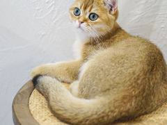 -猫友咖啡店(玉林西路店)