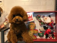-PETKIT小佩宠物(古北店)