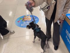 -帕帕拉兹宠物(亚洲旗舰店)