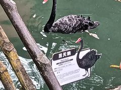 -海南槟榔谷黎苗文化旅游区