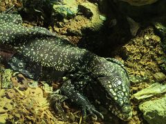 -萌宠奇缘(荣鼎店)