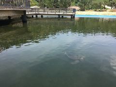 -广东惠东海龟国家级自然保护区