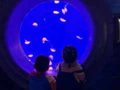 -江和美海洋公园