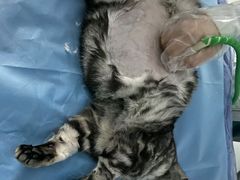 -纳吉亚猫专科动物诊疗中心(蒋宅口分院)