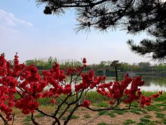 -大兴滨河森林公园