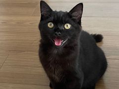 -伟伟宠物医院·瑞派猫友好医院·猫科(光谷店)