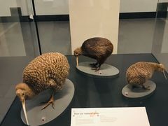 -奥克兰战争纪念博物馆