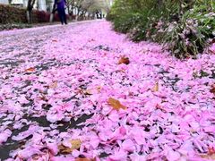 -高东镇樱花园