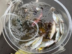 -小猫钓鱼海钓俱乐部(椰梦长廊店)