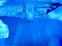 -海合安成都极地海洋公园
